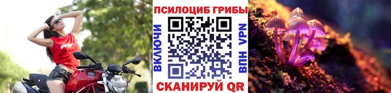 Псилоцибиновые грибы Psilocybe  ОМГ ОМГ как войти  Кувшиново 